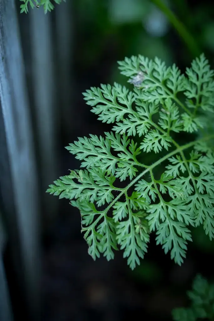Lacy chervil leaf in soft shade with fine anise-scented leaflets