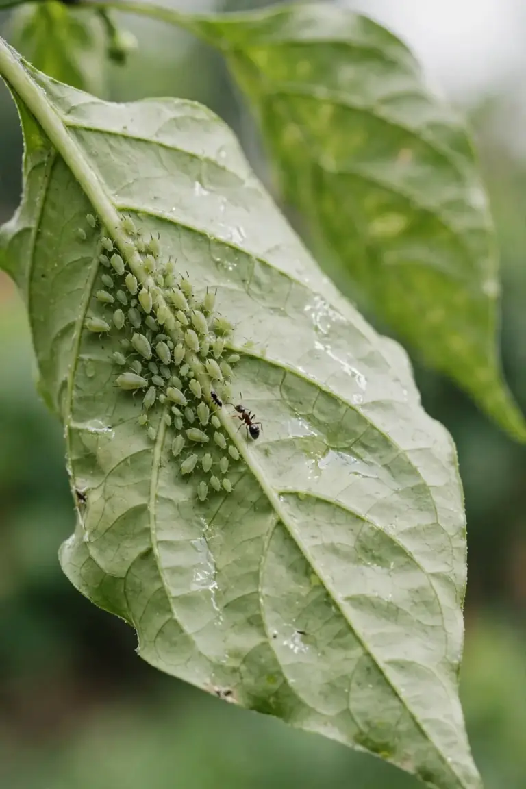 Aphids clustered along the veins on the underside of a chilli leaf