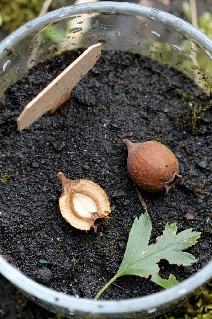 a halved hard brown hawthorn seed with a cream kernel beside a whole seed, resting on moist dark sand in a glass dish
