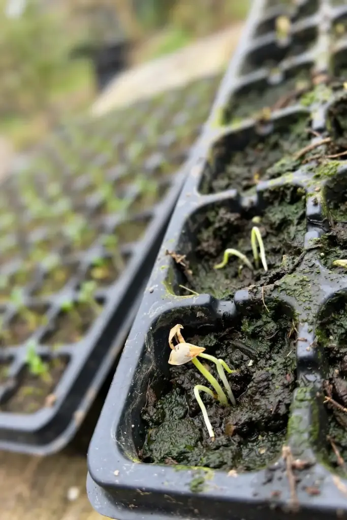 Close-up of a seed tray where skullcap seeds were buried too deep