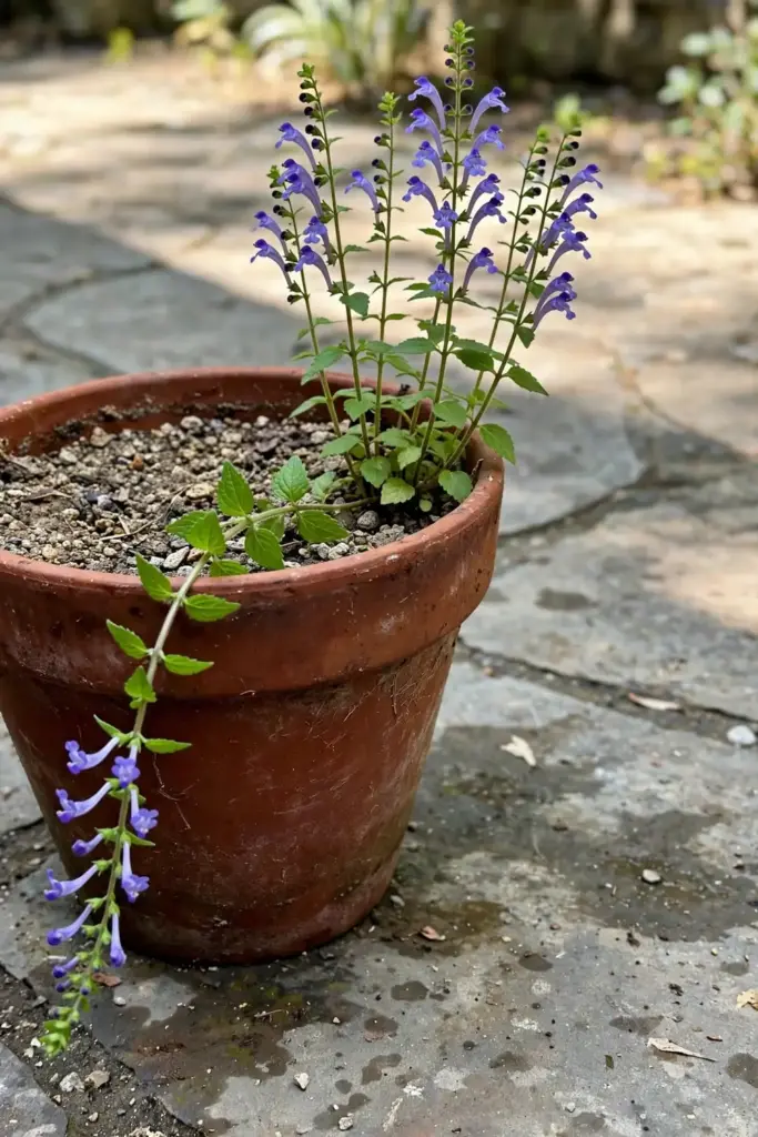Chinese skullcap in a deep terracotta pot on a sunny patio