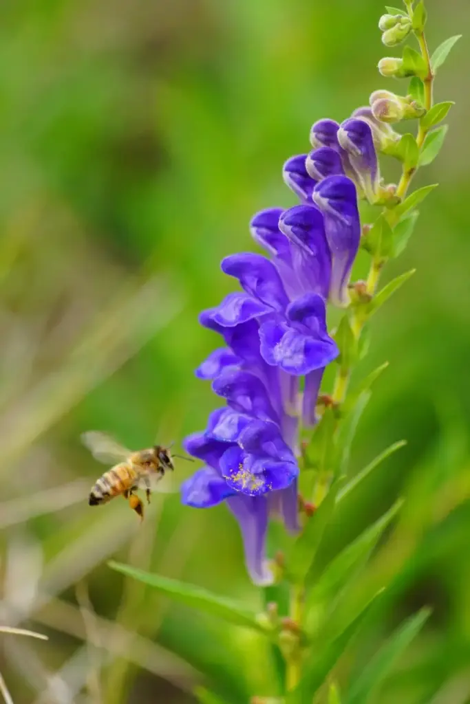 Macro of purple-blue tubular skullcap flowers on a one-sided raceme