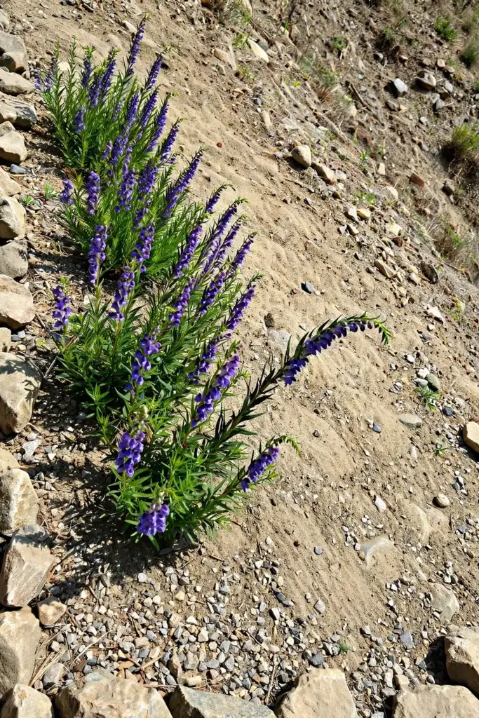 Chinese skullcap bed in full sun on a dry rocky slope with sandy lean soil