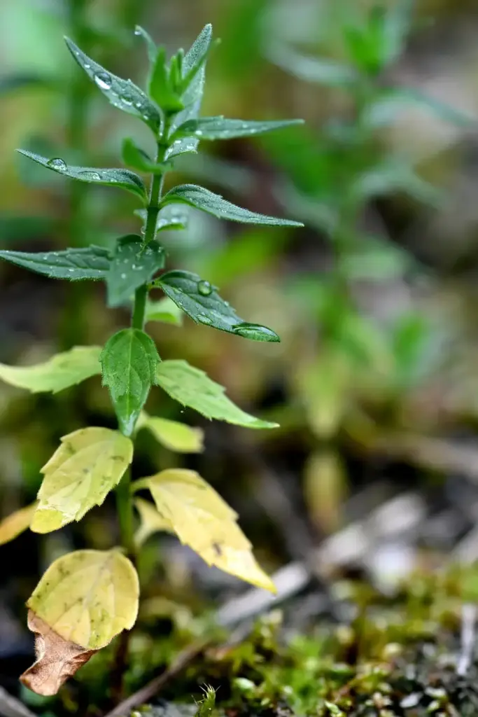 Chinese skullcap leaves yellowing below and healthy green above on one stem