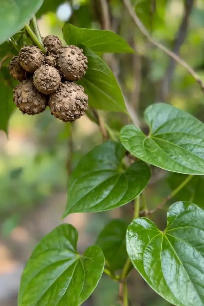 Warty round bulbils clustered in the leaf axils of a Chinese yam vine