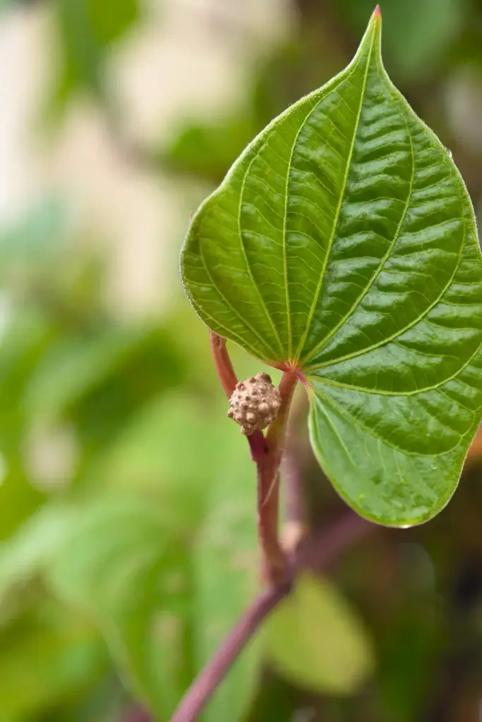 Close-up of a glossy heart-shaped Chinese yam leaf with a young bulbil in the leaf axil