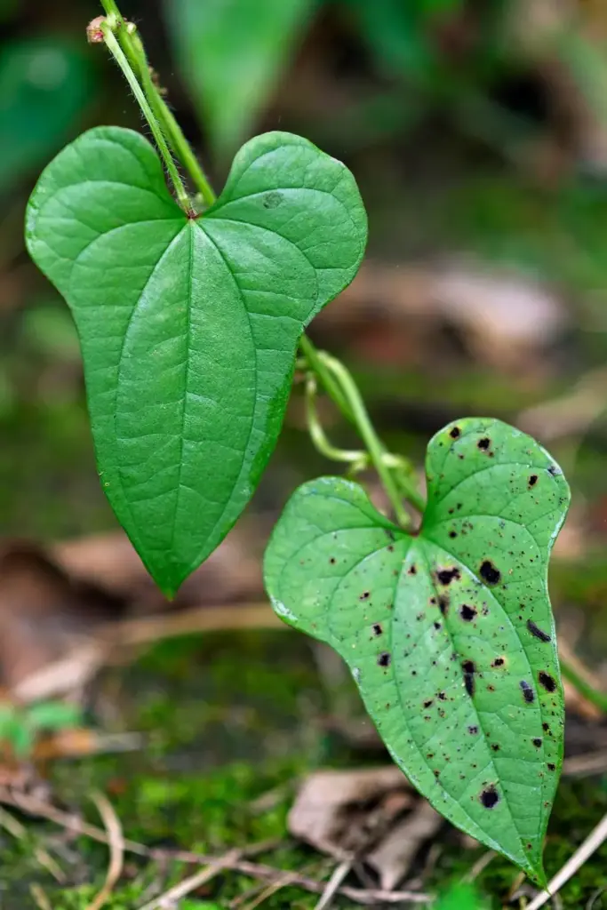Healthy and spotted Chinese yam leaves side by side for diagnosis