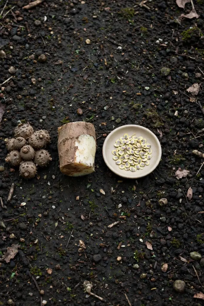 Bulbils, a cut tuber piece, and seeds side by side for propagation comparison