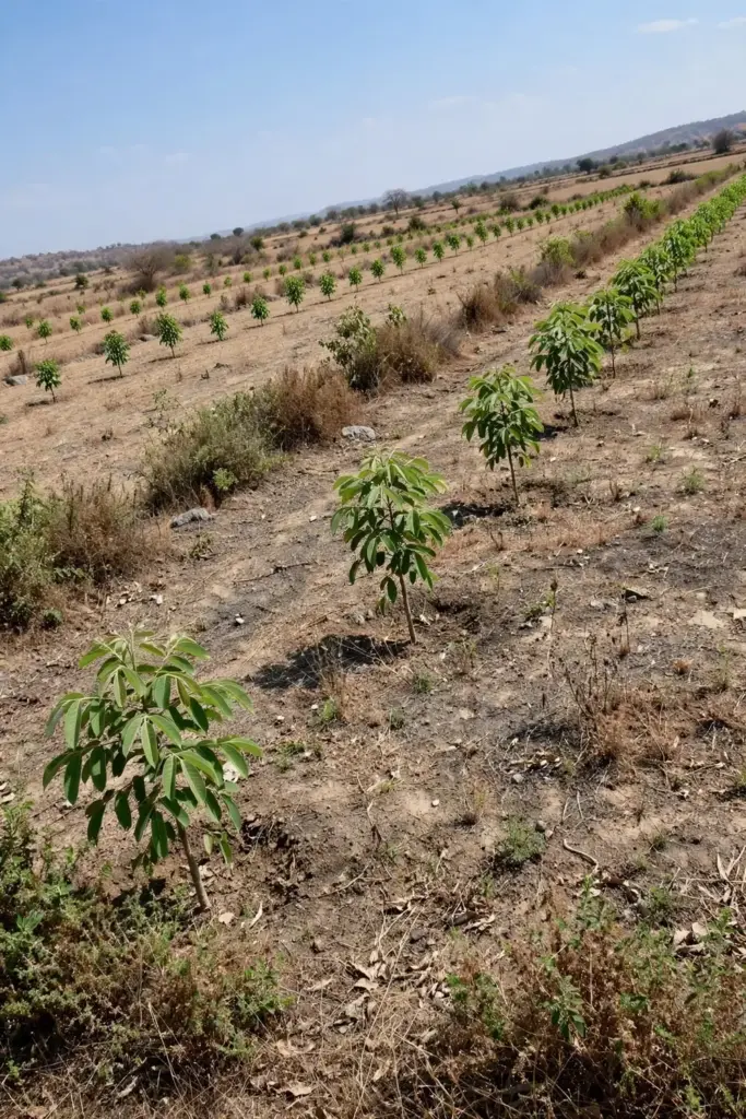 Young chironji trees planted in wide-spaced agroforestry rows