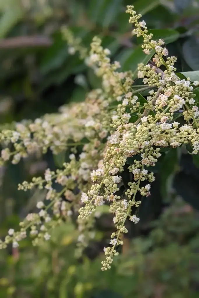 Chironji flower panicle in close view
