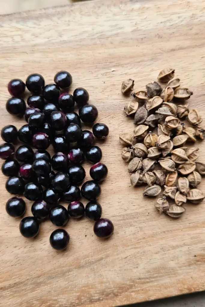 Fresh glossy chironji drupes beside shriveled old seeds