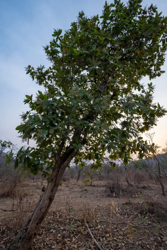 A lone mature chironji tree in dry deciduous forest at dusk