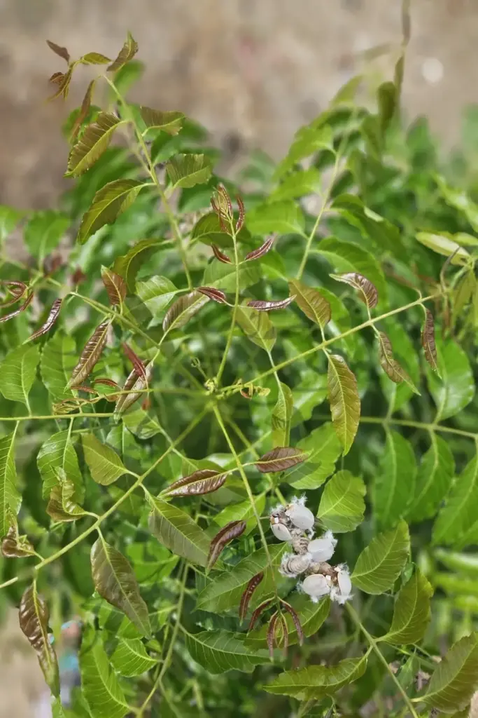 Mealybug cluster on a young chironji shoot