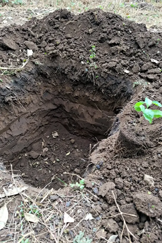 Deep planting pit showing loam soil cross-section with a mound