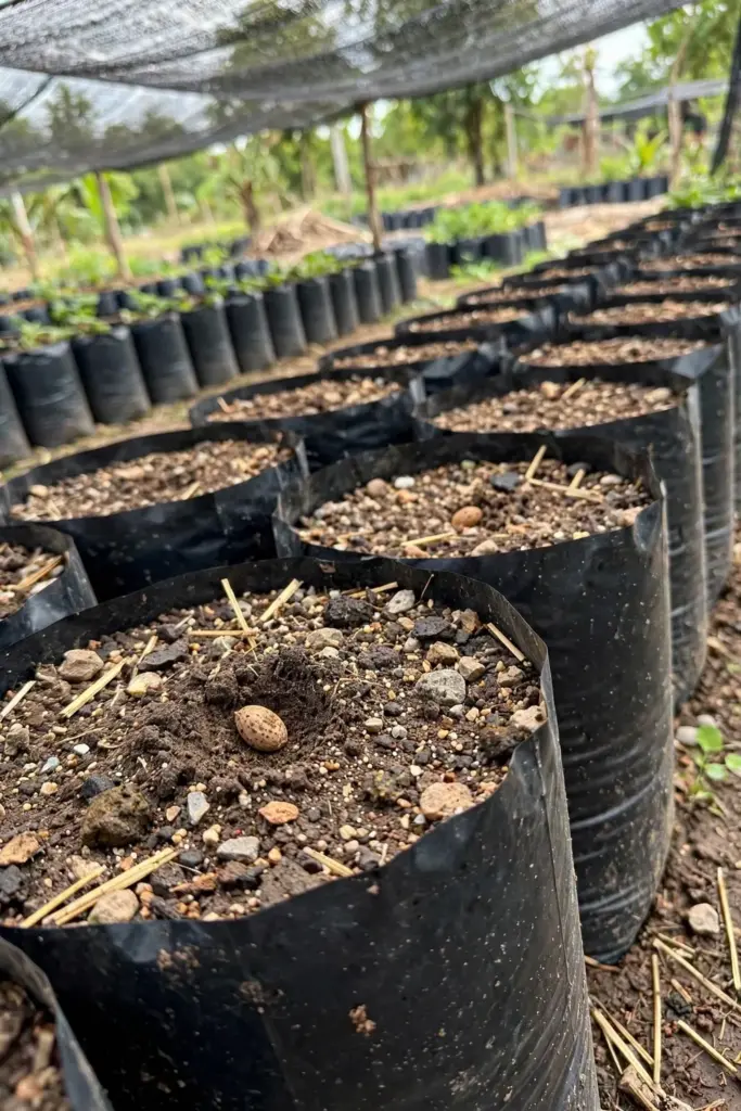 Chironji seeds sown in polybag nursery with soil sand manure mix