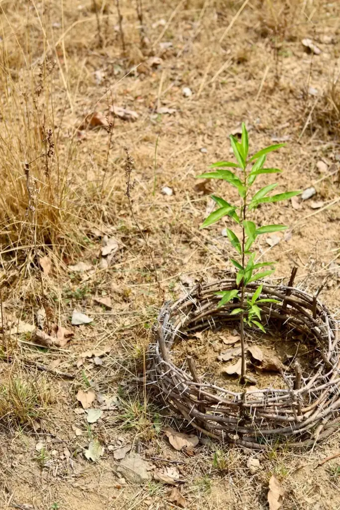 Chironji sapling protected by a thorn-brush fence guard