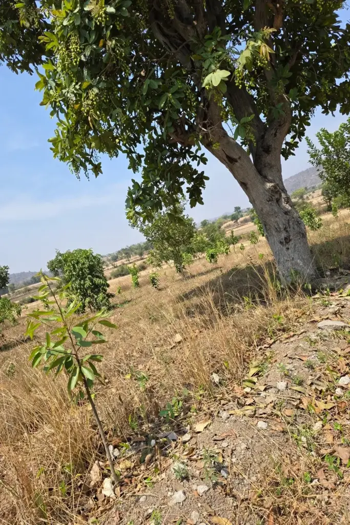 A mature chironji tree beside a young sapling in an agroforestry field
