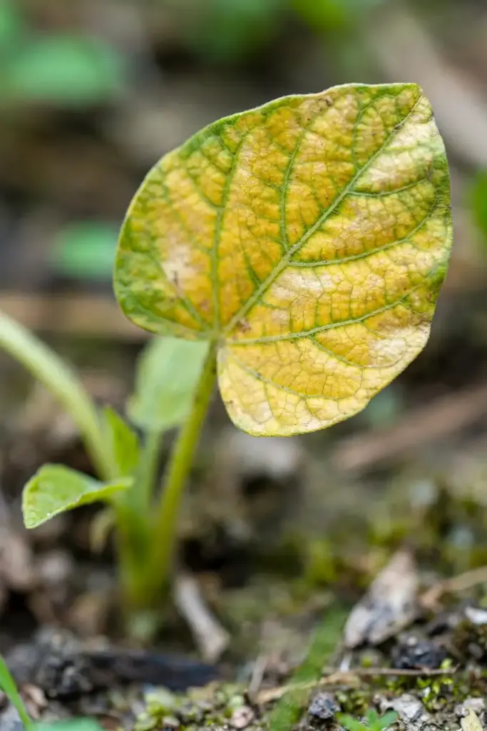 Yellowing chironji seedling leaf showing vein pattern