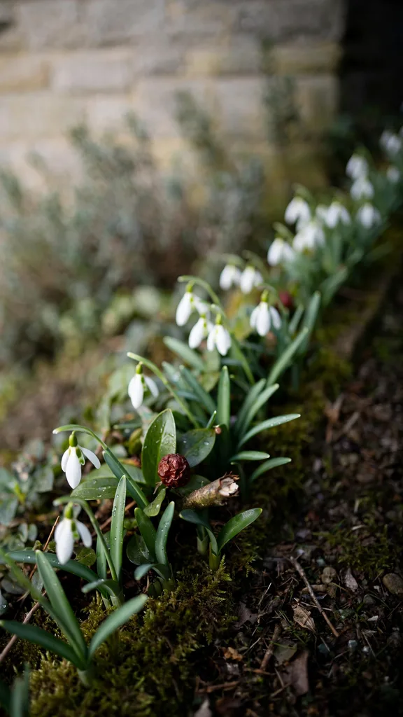 Snowdrop drift flowering at a path edge