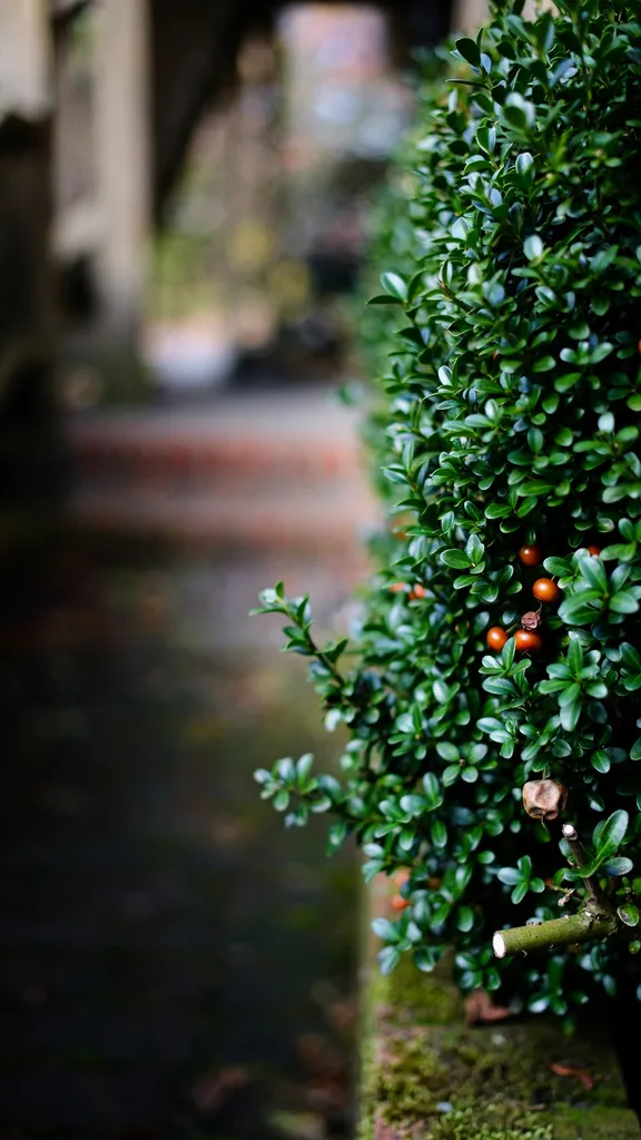Evergreen euonymus edge along a garden bed