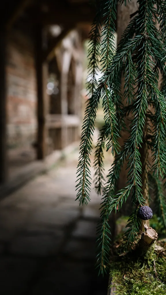 Serbian spruce growing in a narrow corner