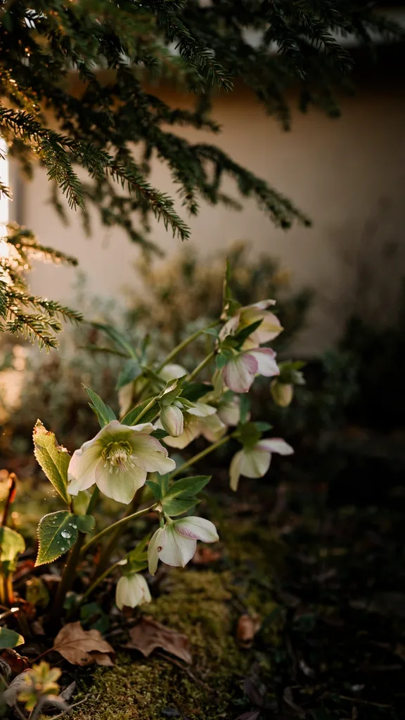 Hellebores flowering beneath a garden tree