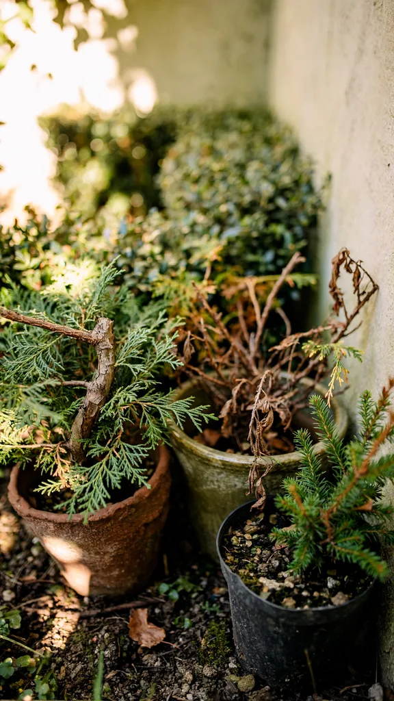 Potted evergreens grouped in shelter after holidays