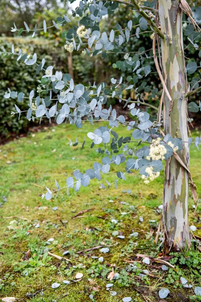 Cider gum with round silver-blue juvenile leaves and smooth mottled bark