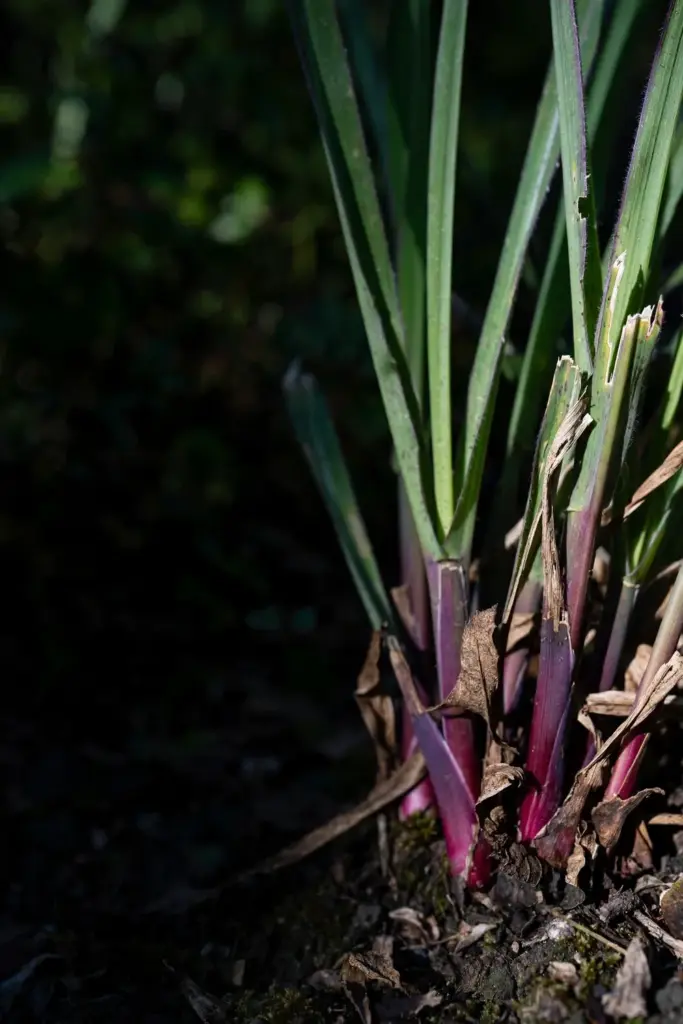 Citronella grass clump showing magenta-red stem bases at soil level