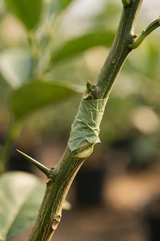 Fresh bud graft union wrapped on a young citrus rootstock stem