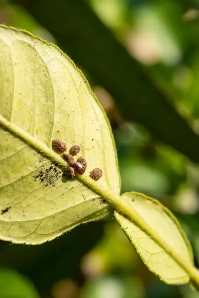 Close view of a citrus leaf underside with tiny brown scale insects