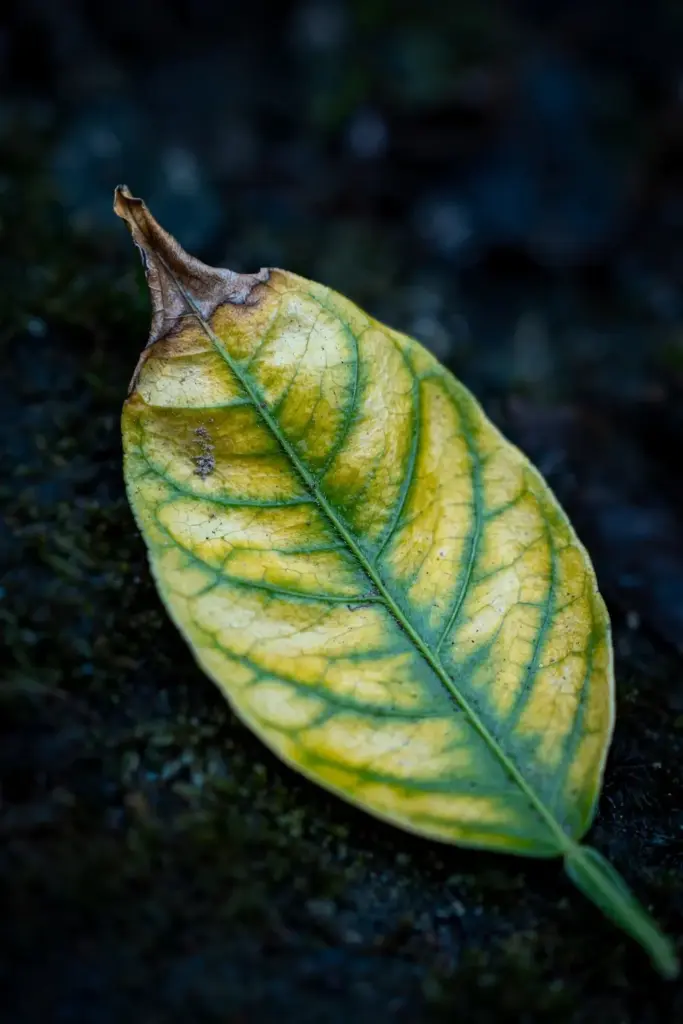 Bitter orange leaf yellowing between green veins in close-up