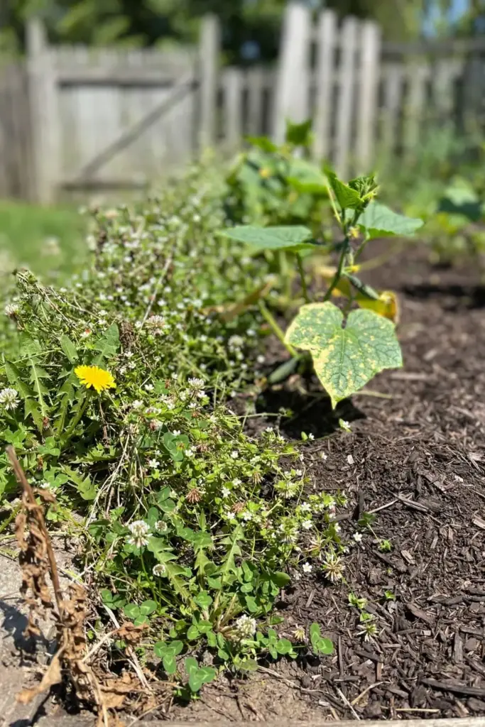 Weedy garden bed edge with chickweed and dandelions beside a vegetable bed.