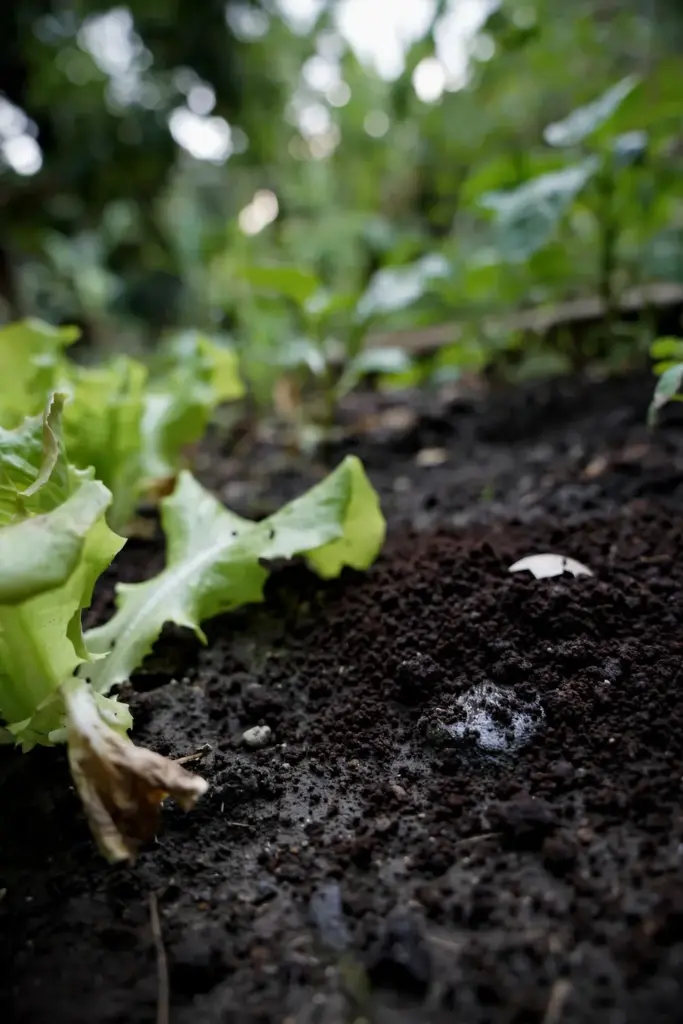 Dark coffee grounds scratched into soil around lettuce