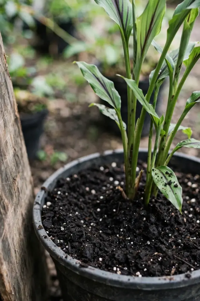 Dark compost top-up spread around a black turmeric plant in a pot