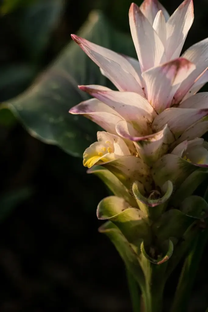 Close macro of a black turmeric flower spike with white-pink bracts