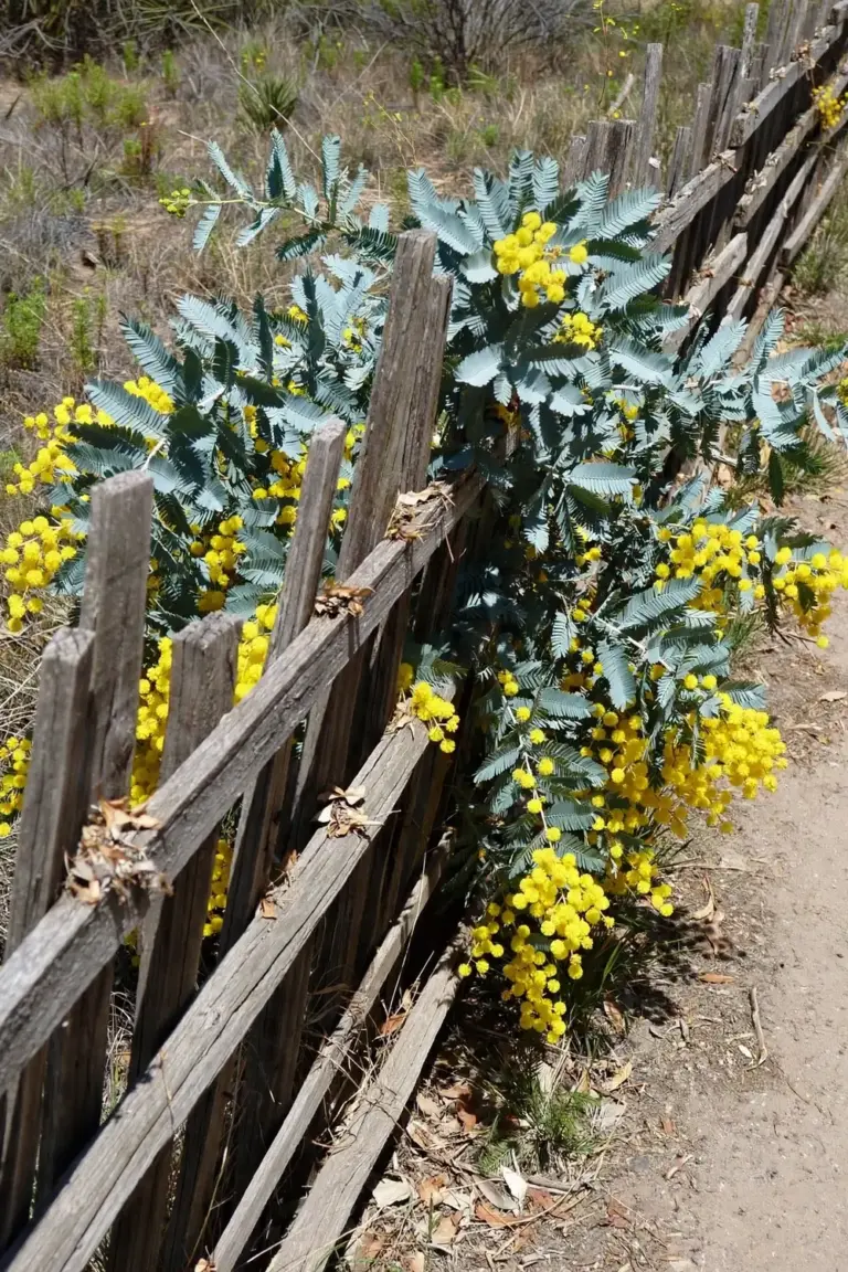 Cootamundra Wattle spreading at a bushland edge beyond a garden fence