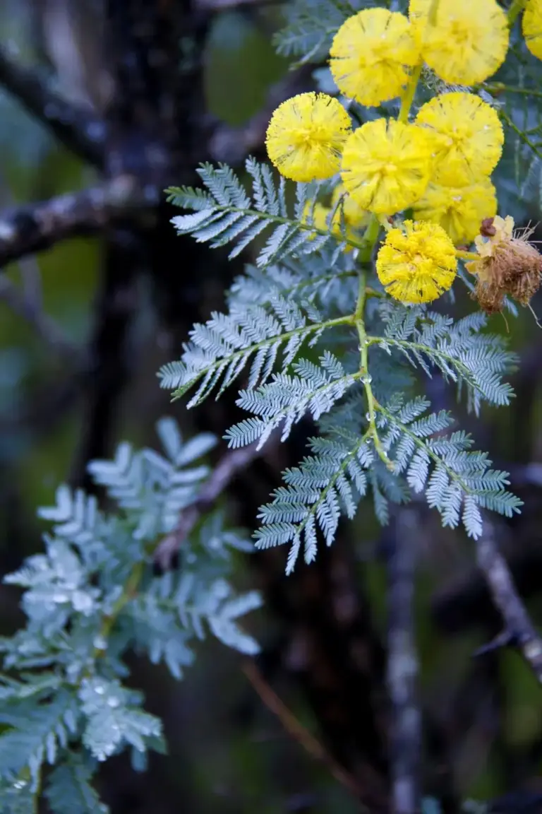 Cootamundra wattle with silver-blue ferny foliage and golden flowers