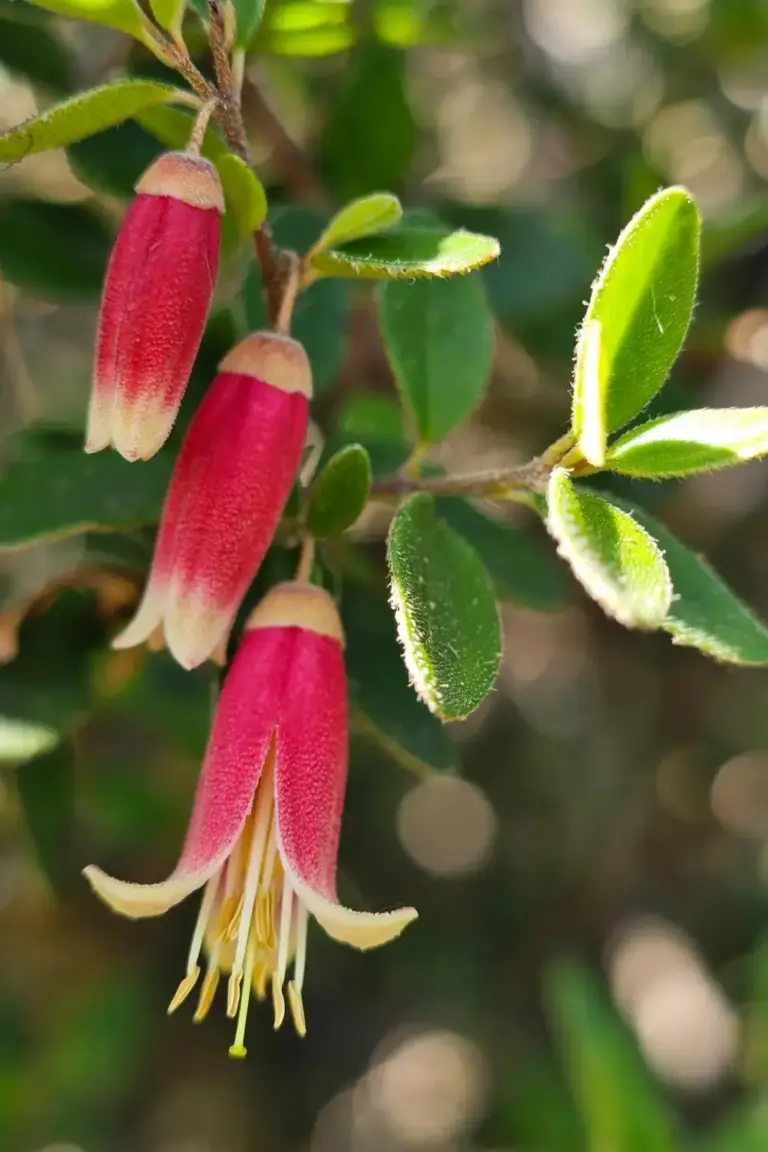 Correa bells dangling from a small bush