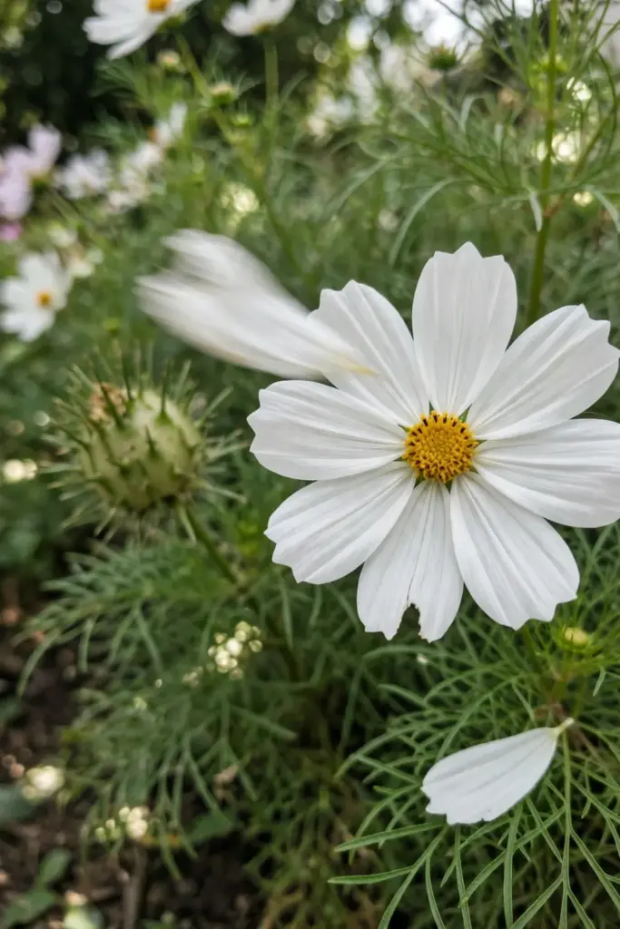 White cosmos daisies with yellow centers above feathery foliage