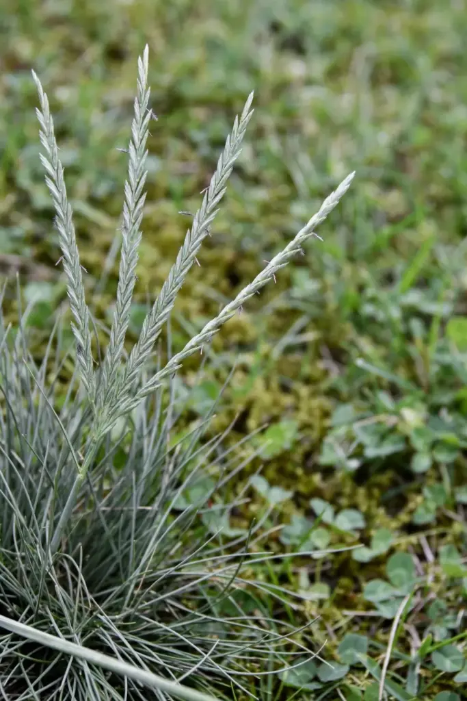 Couch grass seed head fanning into finger-like spikes above fine gray-green leaves