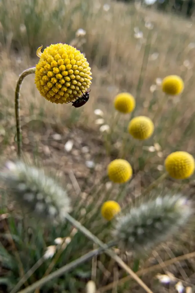 Yellow craspedia drumstick heads on wiry green stems in a field