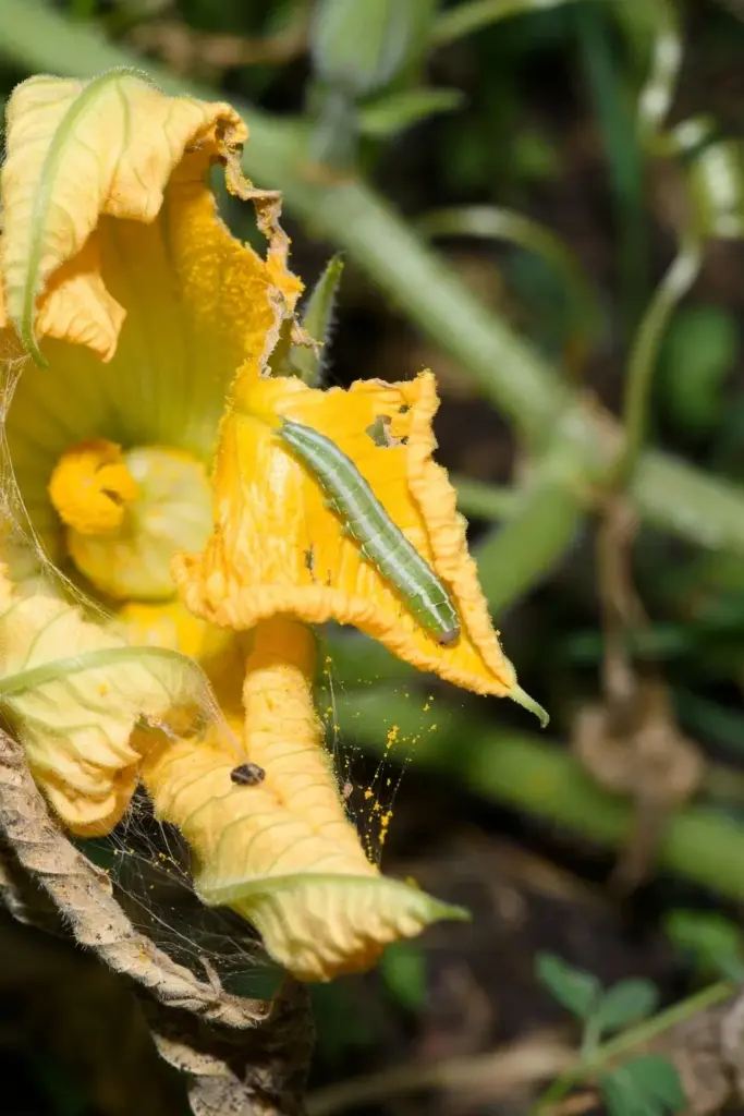 Green cucumber moth caterpillar on a chewed pumpkin flower