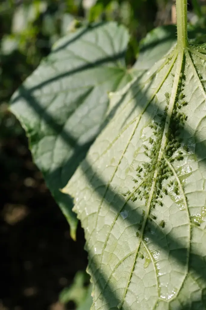 Aphids clustered on the underside of a cucumber leaf