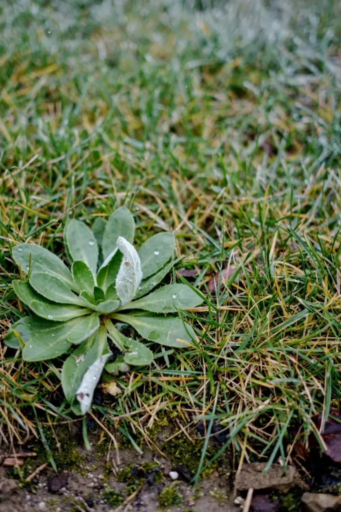 Cudweed rosette with glossy green top and white furry leaf undersides on a lawn