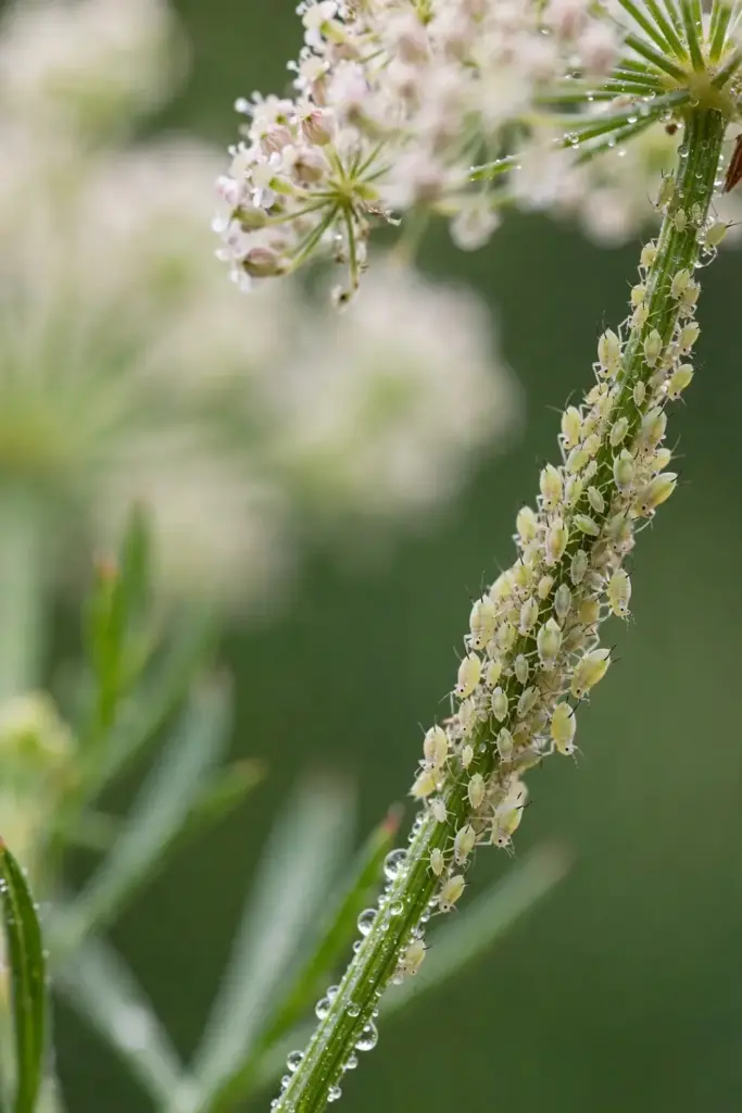 Aphid cluster on a cumin flower stem shown in close detail