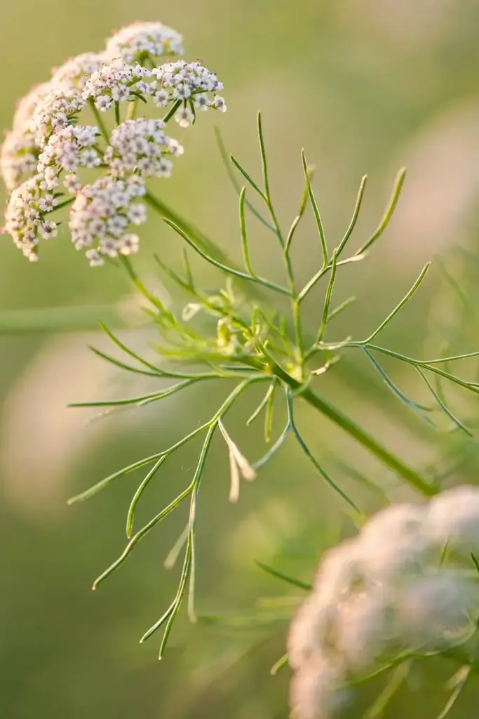 Blush-pink cumin umbel flowers in macro detail