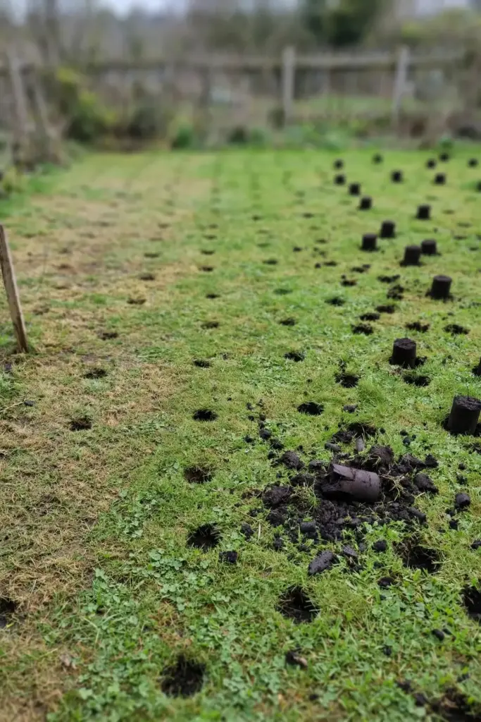 Lawn scattered with dark soil cores after core aeration