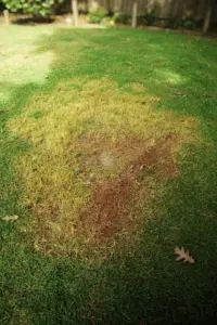 Home lawn with yellow-green faded patches and reddish-brown dead centers from blight