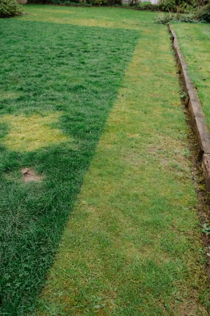 Wide lawn with fescue and bermuda sections and two faded patches